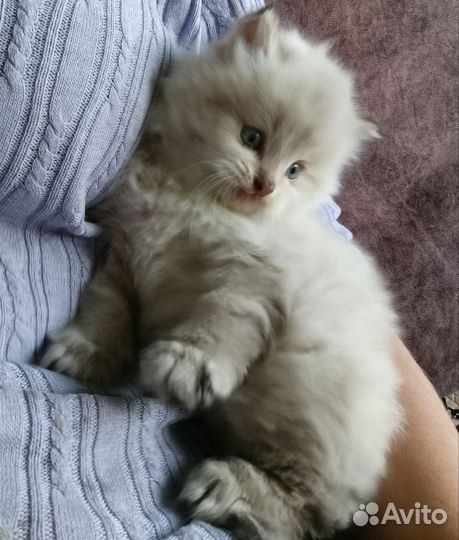 Котенок в добрые руки