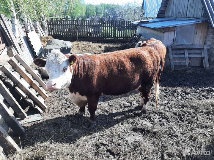 Телки герефорд