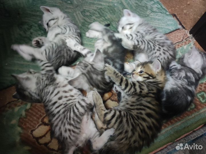 Британские котята