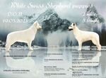 Белая швейцарская овчарка щенки (бшо)