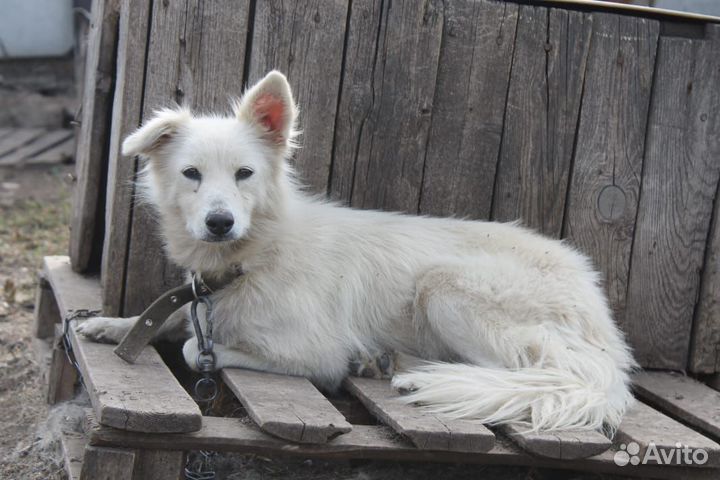 Собачка в добрые руки