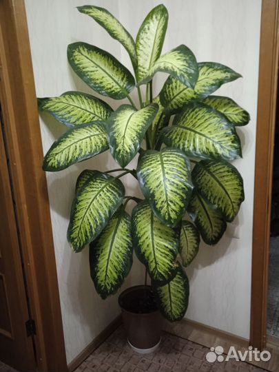 Диффенбахия