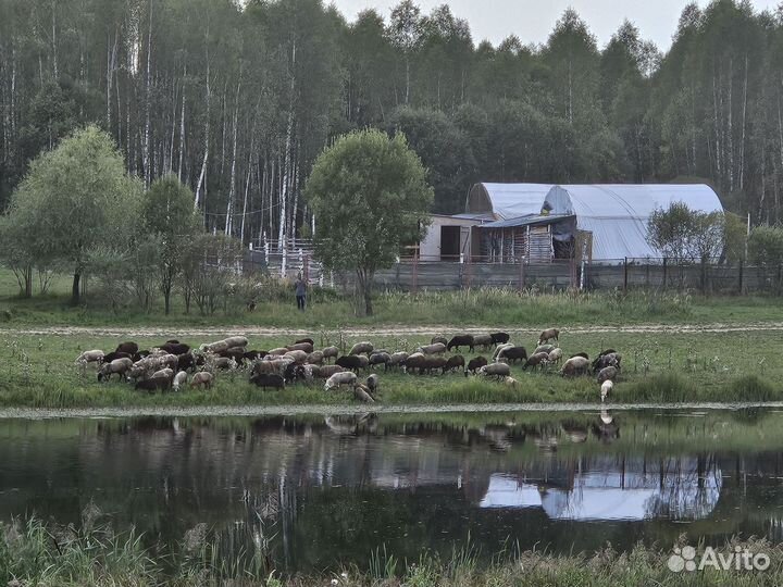 Стадо овец всех