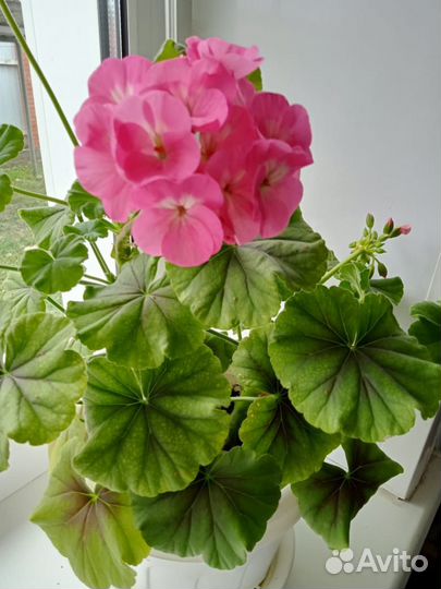 Пеларгония герань сортовая