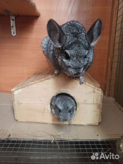 Семья шиншилл с клеткой