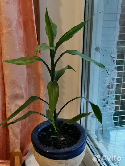 Драцена + бесплатная доставка