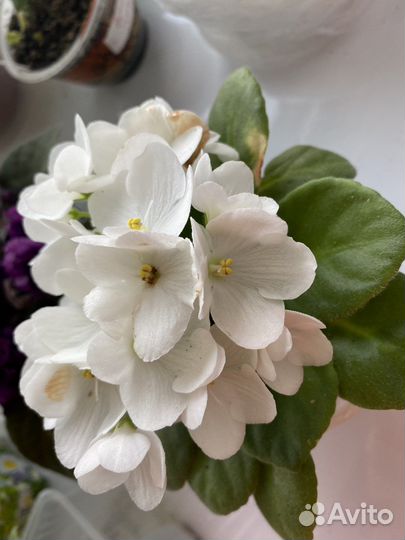 Комнатные цветы фиалки