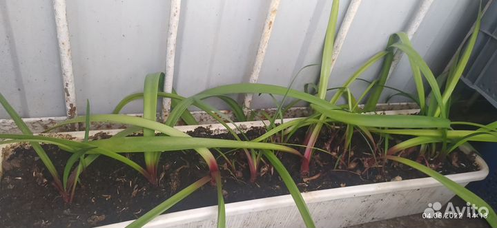 Валотта комнатные цветы