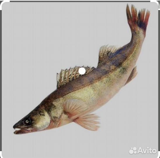 Судак, окунь свежемороженый