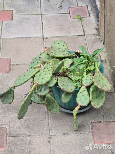 Большой кактус