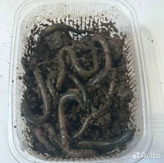 Черви для рыбалки