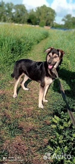 Воробышек ищет любящую семью