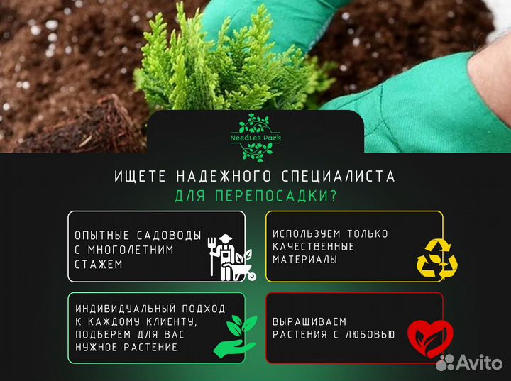 Туя брабант,Смарагд