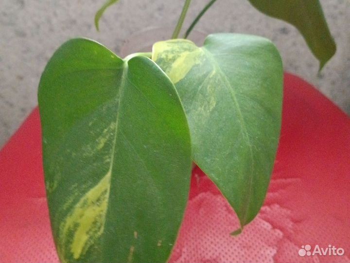 Монстера Yellow splash