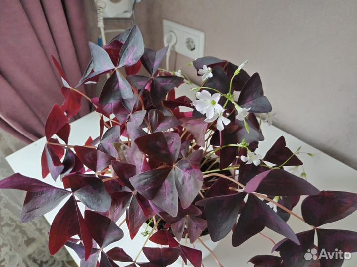 Кислица оксалис