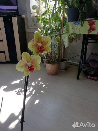 Орхидея фаленопсис