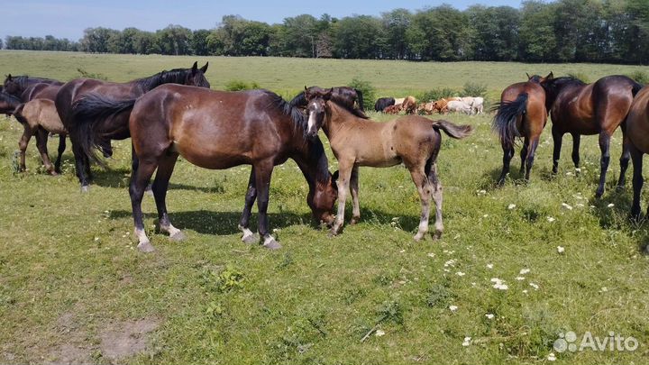 Лошади и бык