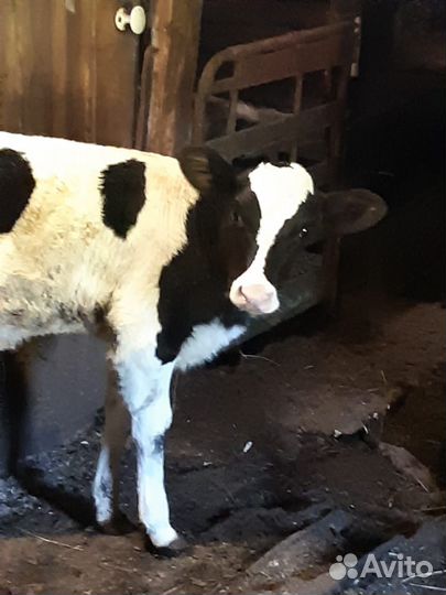 Корова дойная с теленком