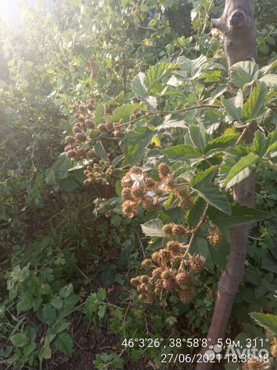 Саженцы ежевики