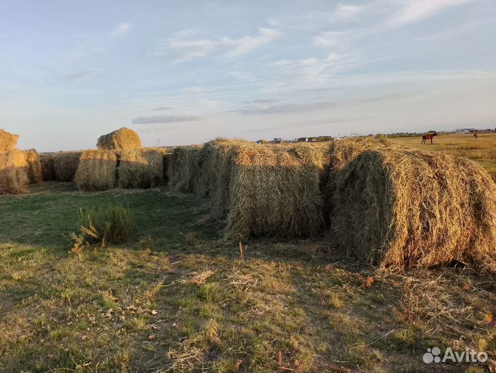 Продам сено в рулонах