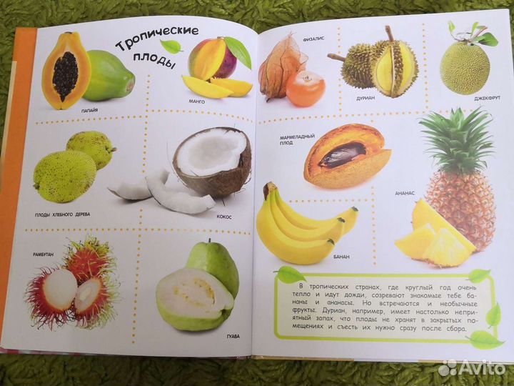 Детская энциклопедия