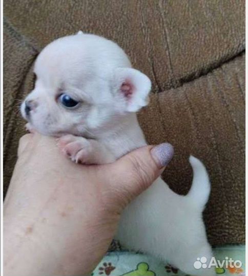 Чихуахуа той терьеры карликовые пинчеры доставка