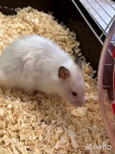 Сирийский хомяк