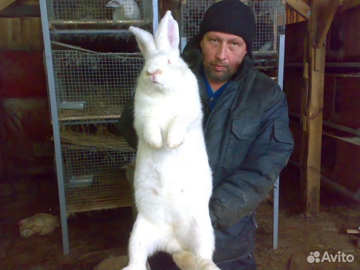 Фландры