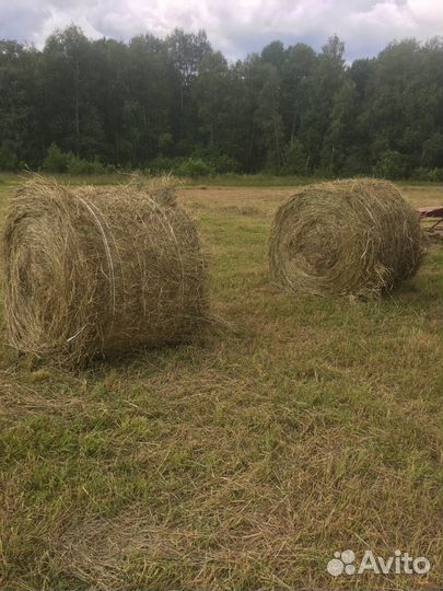 Продам сено в рулонах