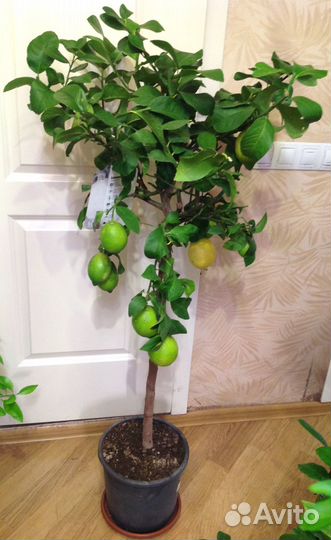 Лимон Лунарио с плодами высокий ремонтантный др