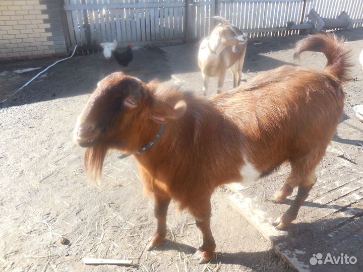 Козлик 50% шами,50% нуб