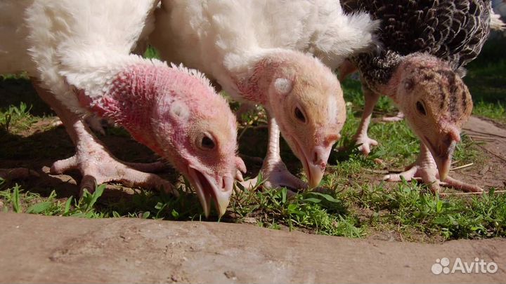 Индюки домашние