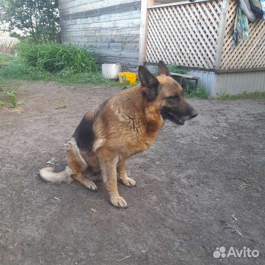 Немецкая овчарка