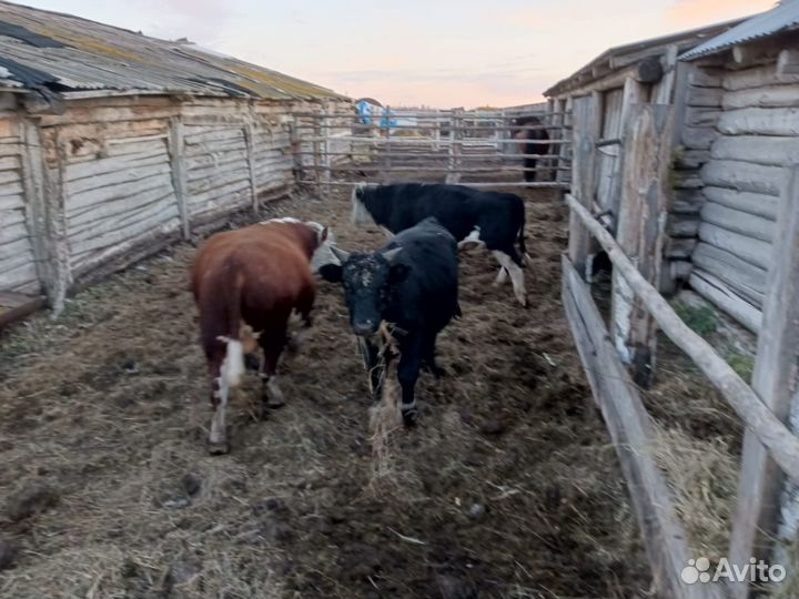 Телки герефорд