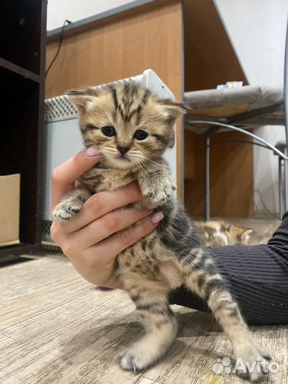 Шотландская