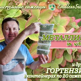 Гортензия Металлика in vitro и другие саженцы