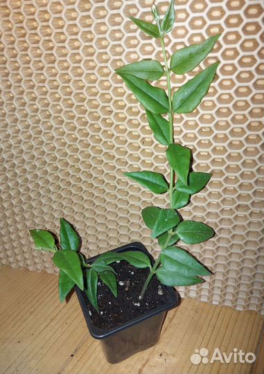 Комнатные растения- хойя белла, кодиеум