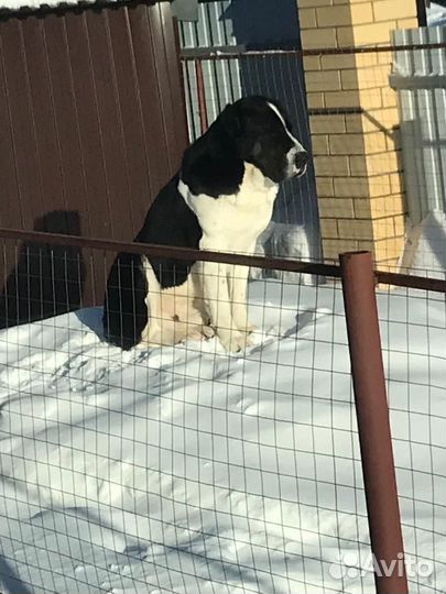 Кобель вязка