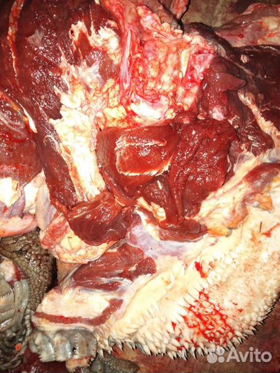 Корм для собак