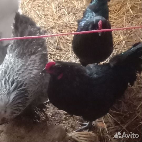 Петухи обмен