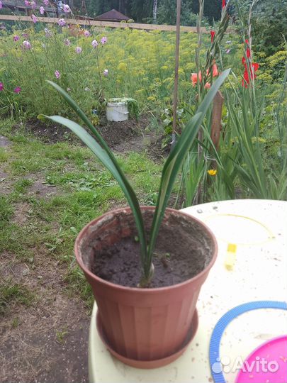 Кливия (Комнатные цветы)