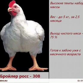 Цыплят бройлер Росс 308