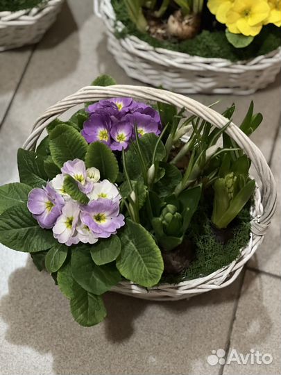 Корзина с первоцветами под заказ