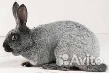 Мясо кролика, кролики на племя