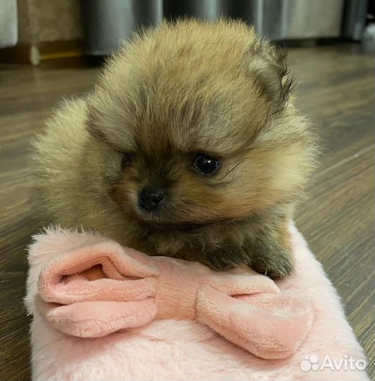 Шпиц девочка