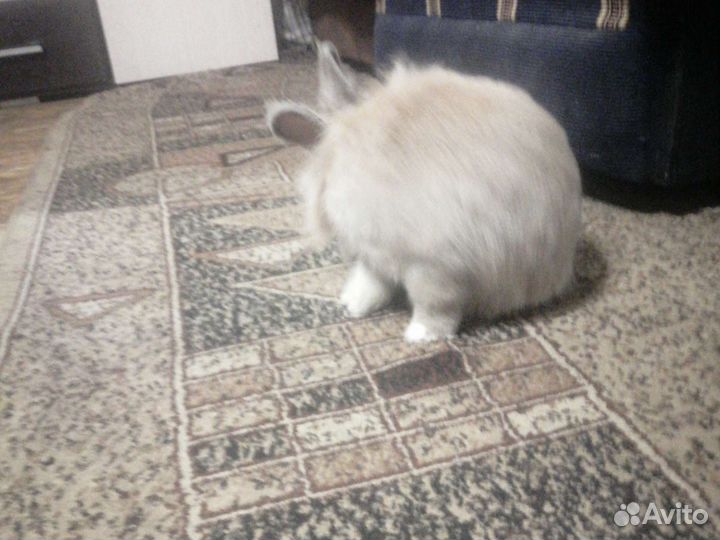 Вязка кролик