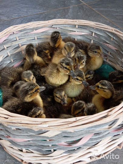 Утята кряковые