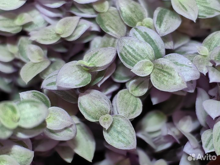 Каллизия Розовая Пантера Pink Panther