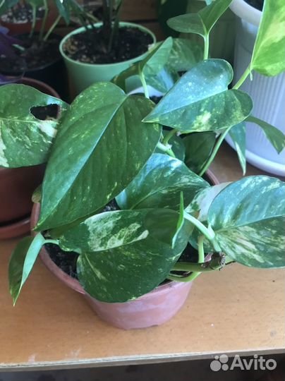 Сциндапсус золотистый