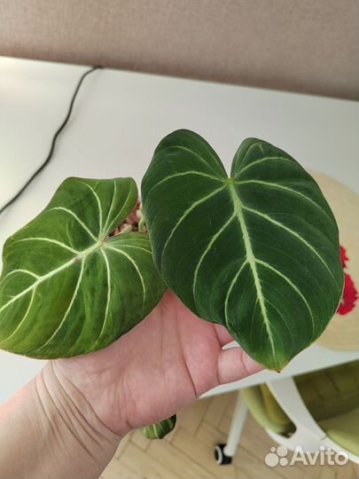 Филодендрон Глориозум (Philodendron Gloriosum)